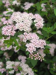 Image result for Spiraea japonica ´Little Princess