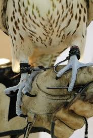 Mongolian falconer on horseback with golden eagle (aquila chrysaetos). Falconers Glove Birds Of Prey Falconry Falconry Equipment