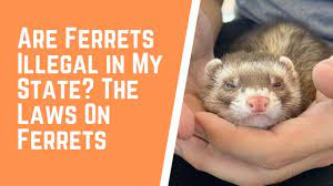 Are Ferrets Illegal In My State The Laws On Ferrets - Ferret Voice In 2021 Ferret Funny Ferrets Cute Ferrets