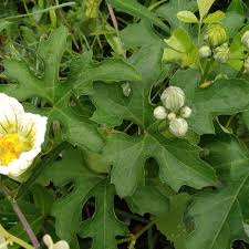 Image result for Lagenaria sphaerica