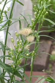 Image result for Conyza limosa