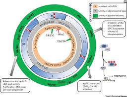 Image result for Cell Cycle