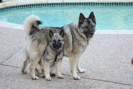 Black And Grey Dog Little Rush And The Princess Norwegian Elkhound Big Dogs Grey Dog