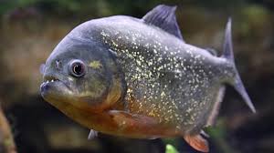 'It's a piranha!': Boy's unexpected catch sparks reminder about exotic pet releases