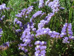 Image result for Limonium sinuatum