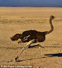Ostrich running speed in case of dangerdeveloping up to 70 km / h. Bionic Boots Mimic Ostrich S Gait To Let Wearers Travel At Up To 25mph Daily Mail Online