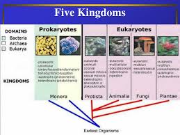 So, the absence of cell wall is one of the main characteristics of animal kingdom. Ppt The Animal Kingdom Powerpoint Presentation Free Download Id 756080