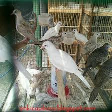 Katurangga berasal dari kata katur (menyampaikan) dan angga (badan). Cara Beternak Perkutut Agar Menghasilkan Perkutut Putih On Kicau Baru