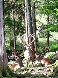 Real Nature S Beauty Picture Of Gasthof Kleefeld Strobl Tripadvisor Mother nature has the majestic and simple mission of continuously offer us extraordinaire views in order to remind us that beauty is a universal treasure.