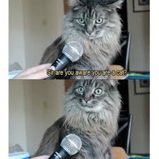 100 Funniest Cat Memes Ever