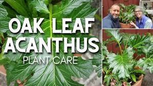 Image result for Acanthus