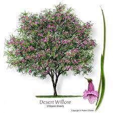 Check spelling or type a new query. 61 Desert Trees Ideas Desert Trees Desert Landscaping Plants