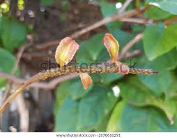 Image result for Combretum sp. A