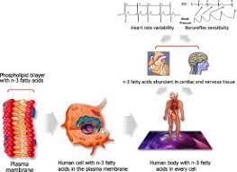 The Autonomic Nervous System And Cardiovascular Disease Role Of N 3 Pufas Sciencedirect