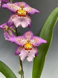 Image result for Alchornea hirtella