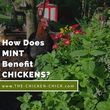 What herbs are good for chickens. Effects Of Mint On Chickens Flies Rodents In The Chicken Yard