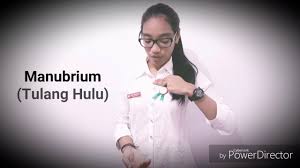 Rangka manusia dan bahasa latinnya. Skeleton Rangka Manusia Lengkap Dalam Bahasa Latin Stikes Nani Hasanuddin Makassar Youtube