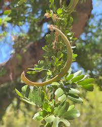 Image result for Acacia goetzei