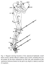 Human skeleton anatomy activity our bodies are more than they appear on the outside. Rizzoli Markersets Naturalpoint Product Documentation Ver 2 2