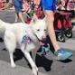 July 4th Pet Parade