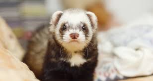 Animals in pairs feel more comfortable and snugly. How To Introduce Ferrets To Other Pets Petcoach