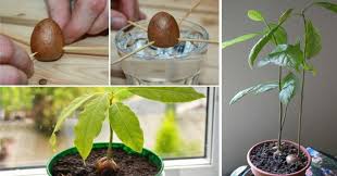 This Article Was Originally Published By Eat Clean The Next Time You Make Avocado Toast Save The Avocado Plant From Seed Growing An Avocado Tree Grow Avocado