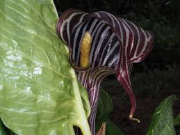 Image result for Arisaema mildbraedii