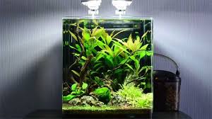 Best Fish For 10 Gallon Tank Shrimp Tank Nano Aquarium Aquarium