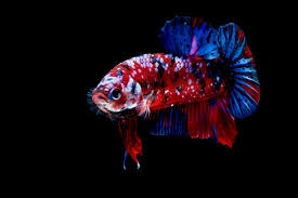 Betta nemo black ninja plakat betta. Betta Nemo Fish Photos Royalty Free Images Graphics Vectors Videos Adobe Stock