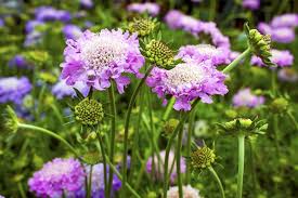Image result for Scabiosa