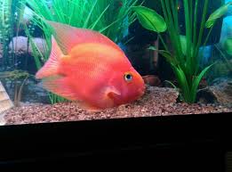 We did not find results for: Blood Parrot Cichlid Care Guide Tank Size Tank Mates