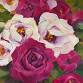 Big Blooms Acrylic Painting with Robin Hicks event image
