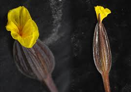 Image result for Ottelia kunenensis