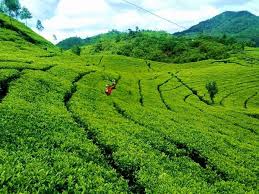 Check spelling or type a new query. Sejenak Menikmati Indahnya Perkebunan Teh Malabar Bandung