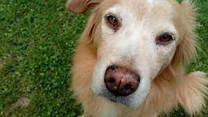 Do Dogs Get Poison Ivy Anita Sanchez