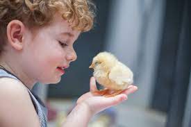 Gross postmortem and histology revealed hepaitis and yolk sac infections in four and two birds, respectively. Human Salmonella Infections Linked To Backyard Chickens Small And Backyard Poultry