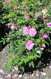 Image result for Buchnera ruwenzoriensis