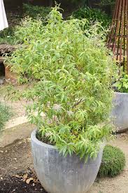 Image result for Aloysia citrodora
