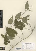 Image result for Tragia brevipes