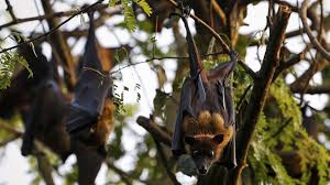 Ấn Độ trong cuộc chiến chống virus chết người Nipah