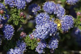Image result for Ceanothus