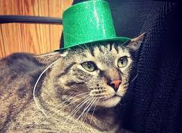 Looking for a good irish name for your cat? 190 Irish Cat Names Male Female Name Ideas With Meanings Petpress