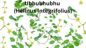 Image result for Helinus integrifolius