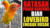 Butuh racikan pakan untuk lovebird lomba atau ternak? Tips Agar Cepat Gacor Dengan Gold Coin Perkutut Youtube