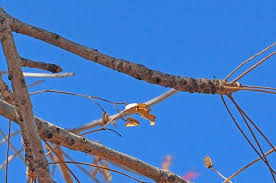 Image result for Kirkiaceae