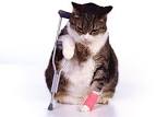 Cat pet insurance