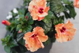Check spelling or type a new query. Rose Of Sharon Plant Care Growing Guide