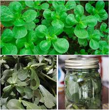 Résultat de recherche d'images pour "beldroega"