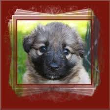 Landi and fuse draw admirers everywhere we go. Shiloh Shepherd Puppies Home Facebook