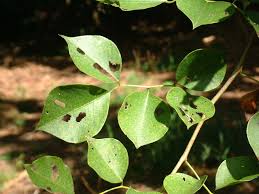 Image result for Dalbergia sissoo